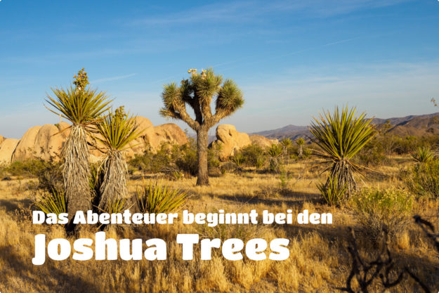 Joshua Tree Nationalpark -