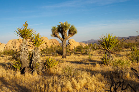 Joshua Tree Nationalpark - Joshua Tree