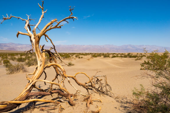 Death Valley Nationalpark - Mesquites Sanddünen