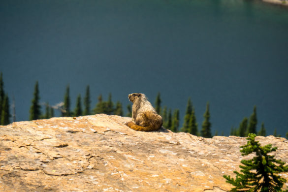 Glacier Nationalpark - Murmeltier beim Hidden Lake