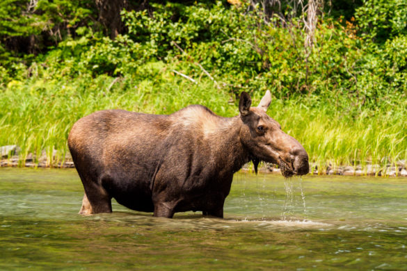Glacier Nationalpark - Elch bei Many Galcier