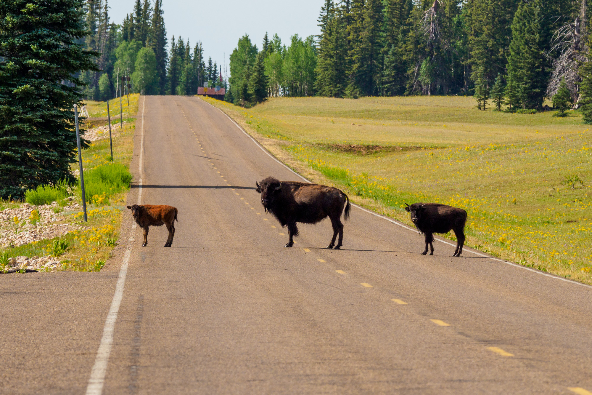 Grand Canyon Nationalpark - Bisons im Kaibab National Forest