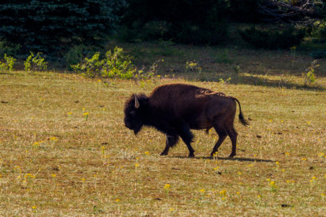Grand Canyon Nationalpark - Bison im Kaibab National Forest