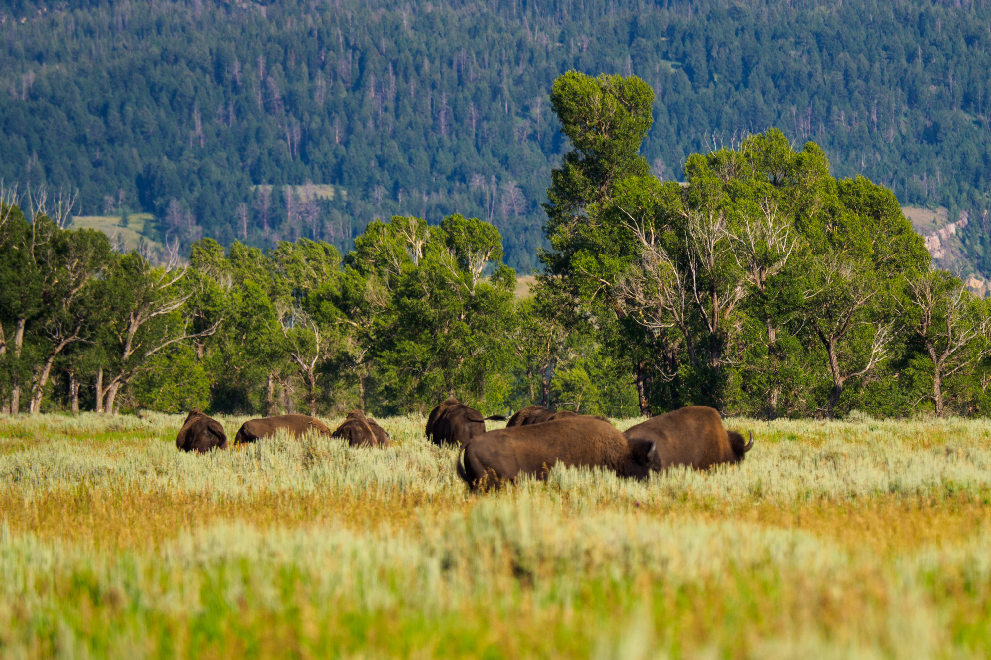 Grand Teton Nationalpark - Bisons in der Jackson-Hole-Ebene