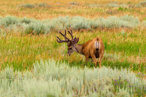 Grand Teton Nationalpark - Junghirsch in der Jackson-Hole-Ebene