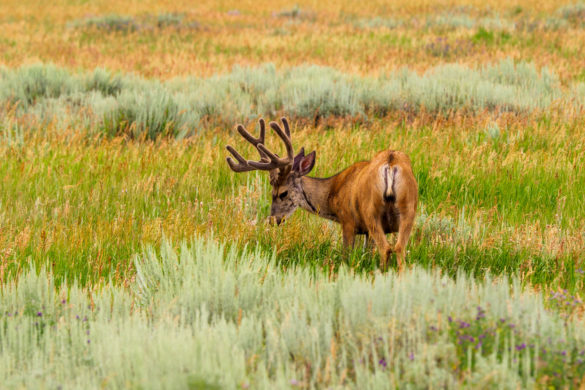 Grand Teton Nationalpark - Junghirsch in der Jackson-Hole-Ebene