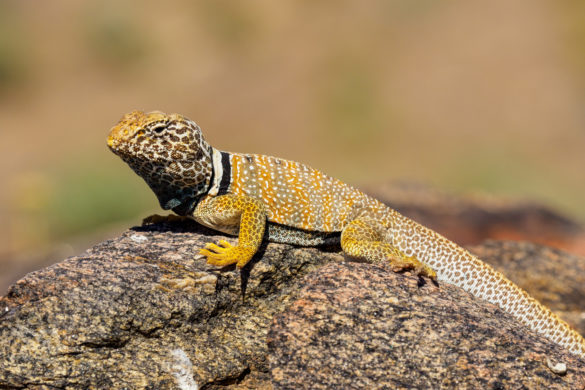 Joshua Tree Nationalpark - Eidechse am Strassenrand