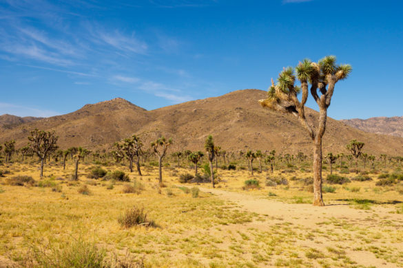 Joshua Tree Nationalpark - Joshua Trees