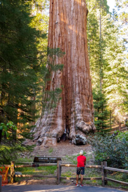Kings Canyon Nationalpark - General Grant Tree
