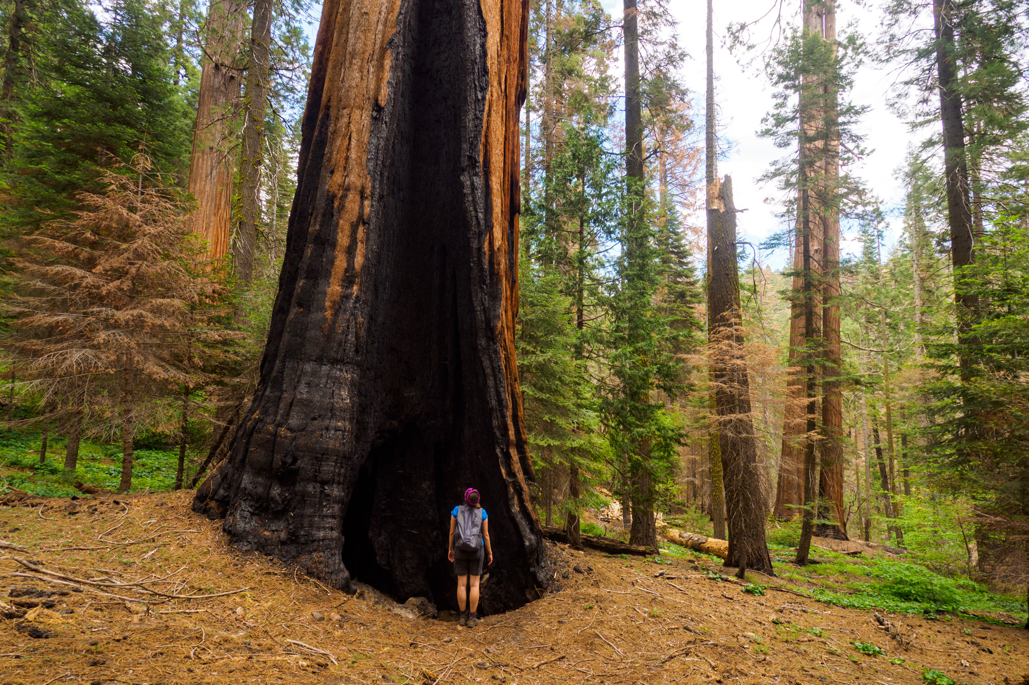 Kings Canyon Nationalpark - Sequoia-Baum auf einem Trail des Redwood Canyon Trailhead