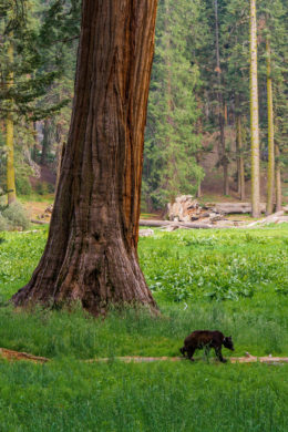 Sequoia Nationalpark - Schwarzbär auf dem Big Trees Trail