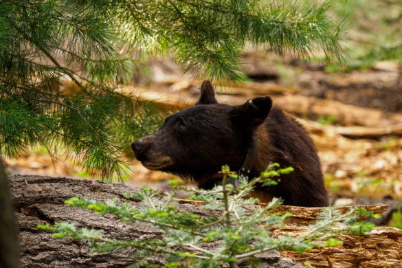 Sequoia Nationalpark - Schwarzbär auf dem Big Trees Trail