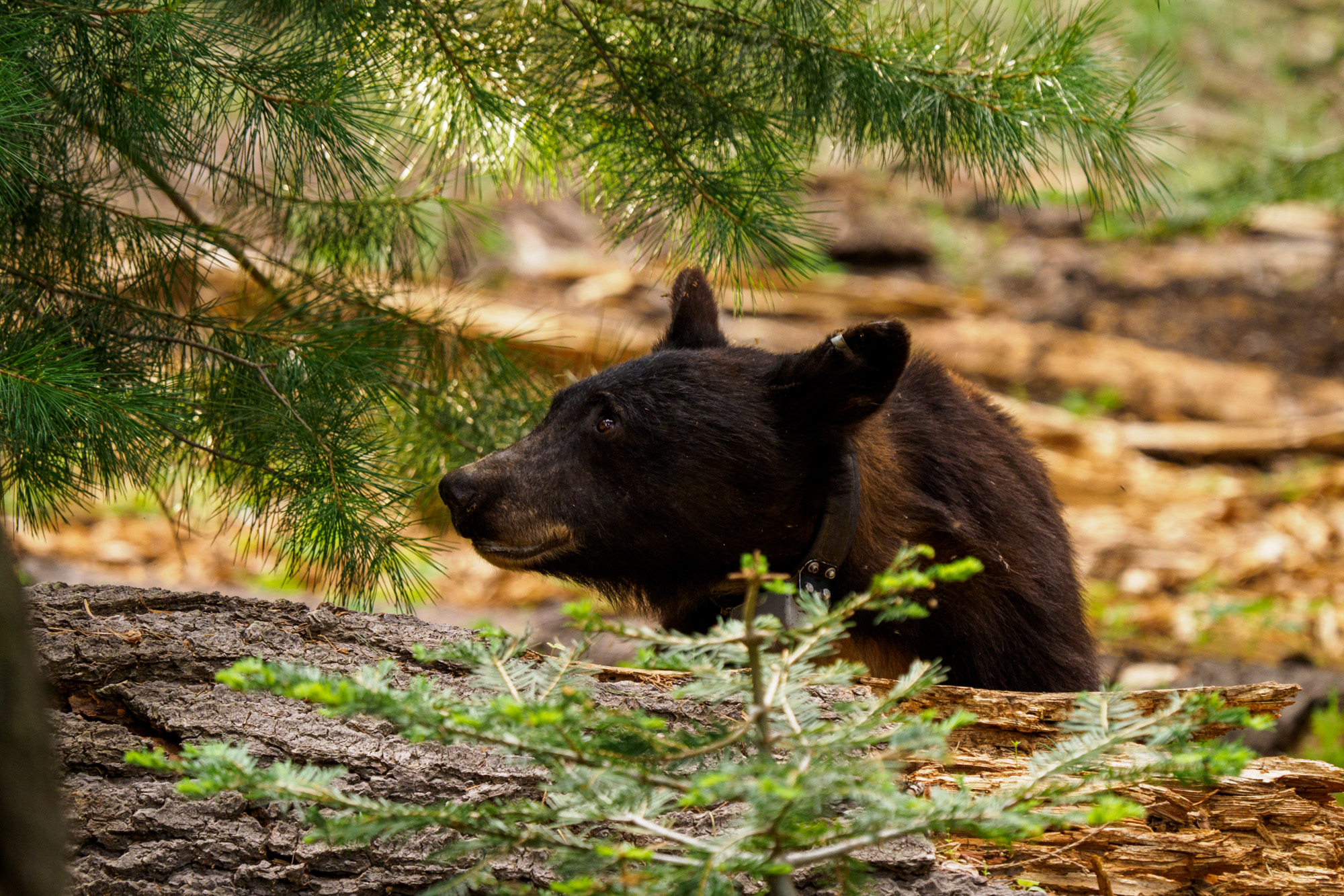 Sequoia Nationalpark - Schwarzbär auf dem Big Trees Trail