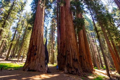 Sequoia Nationalpark - Sequoia-Bäume