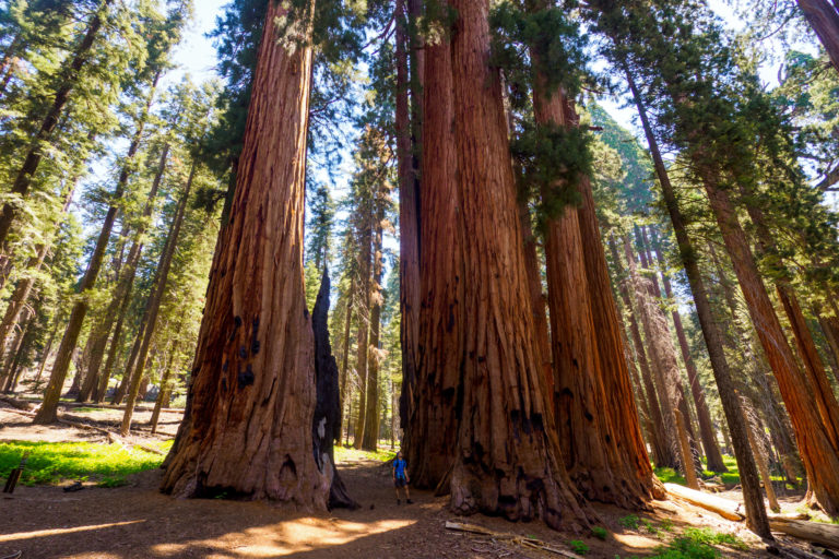 Kings Canyon und Sequoia Nationalpark snailontrail.ch