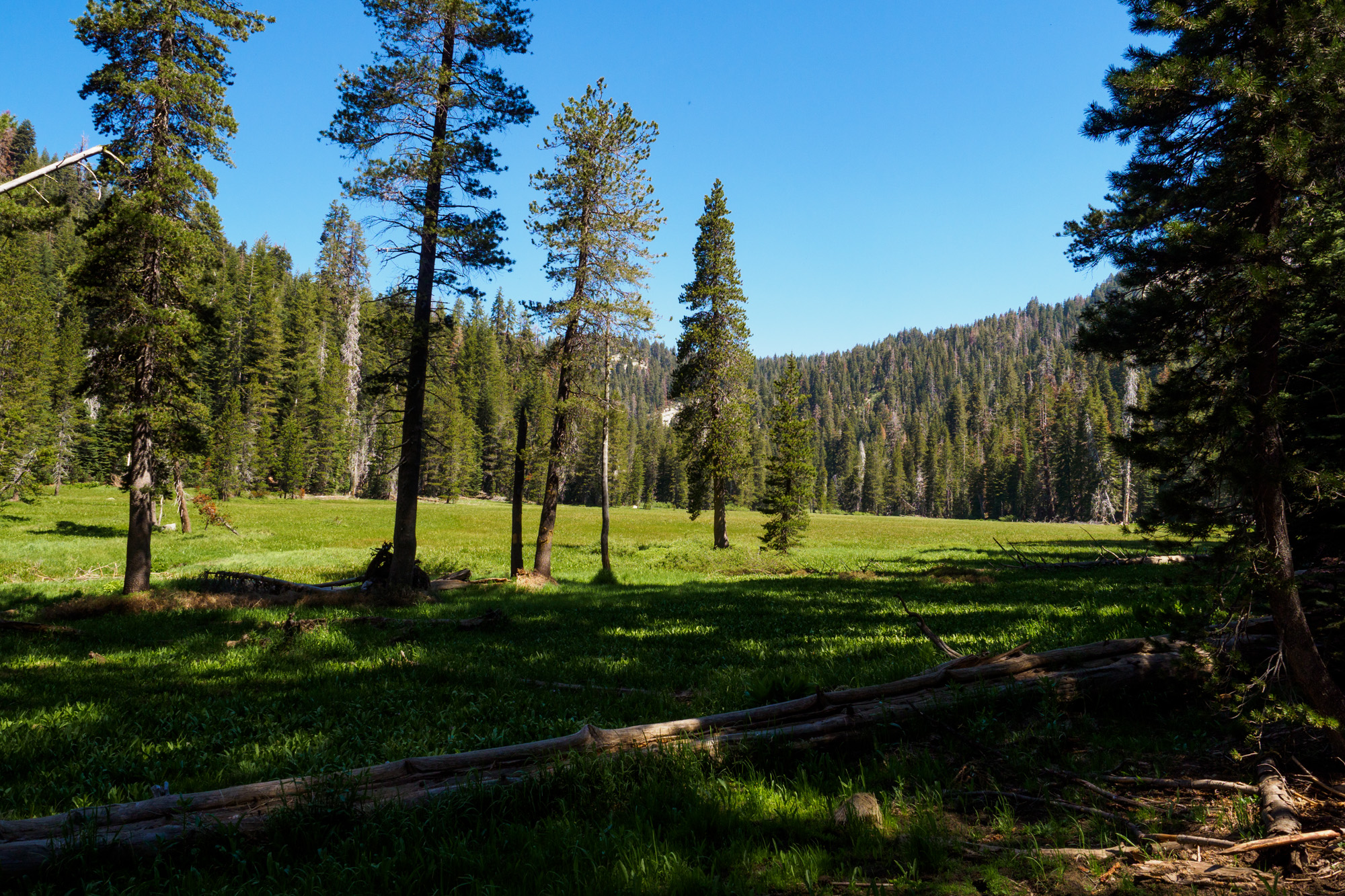 Sequoia Nationalpark - Cohoon Meadow