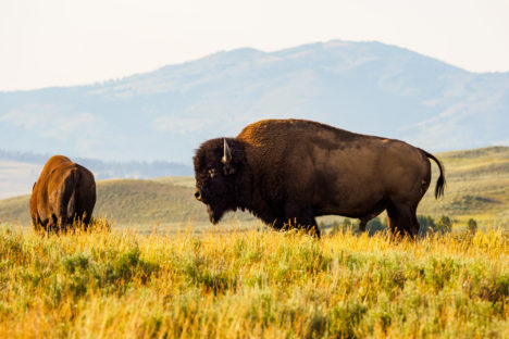 Yellowstone Nationalpark - Bisons im Hayden Valley