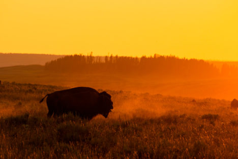 Yellowstone Nationalpark - Bison im Hayden Valley