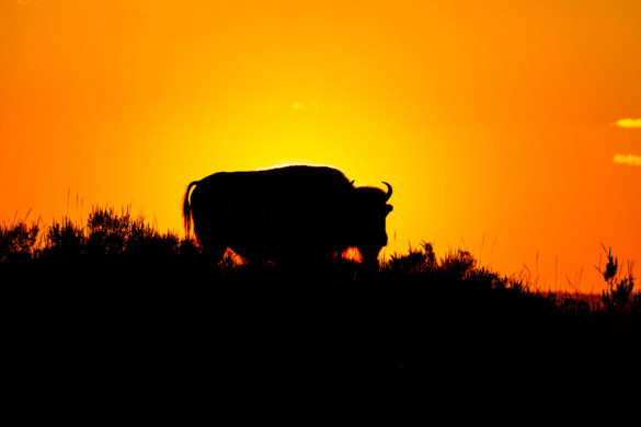 Yellowstone Nationalpark - Bison im Hayden Valley
