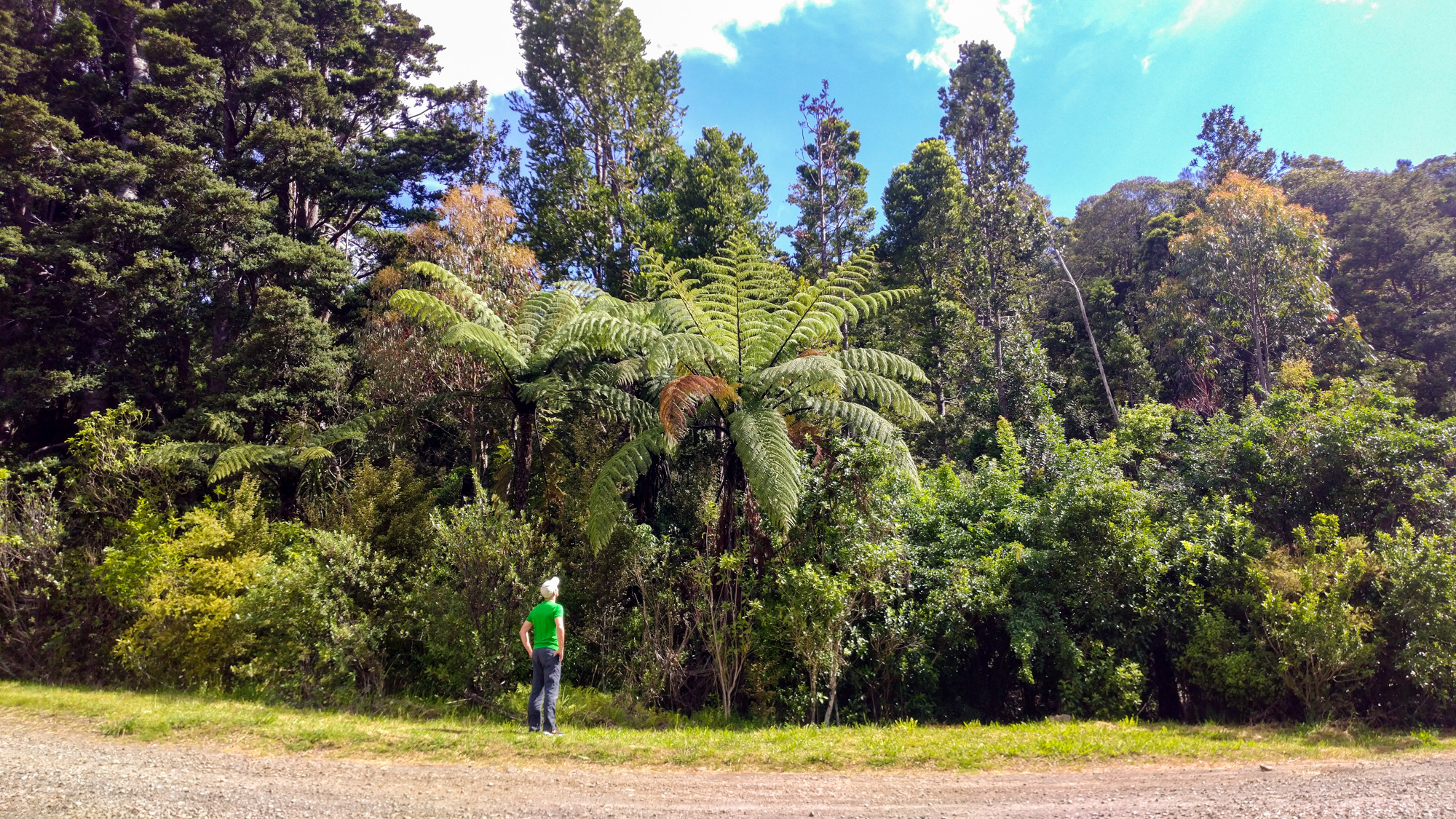 Northlands - Waipoua Forest