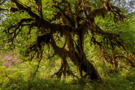 Olympic Nationalpark - Hoh Rain Forest