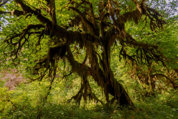 Olympic Nationalpark - Hoh Rain Forest