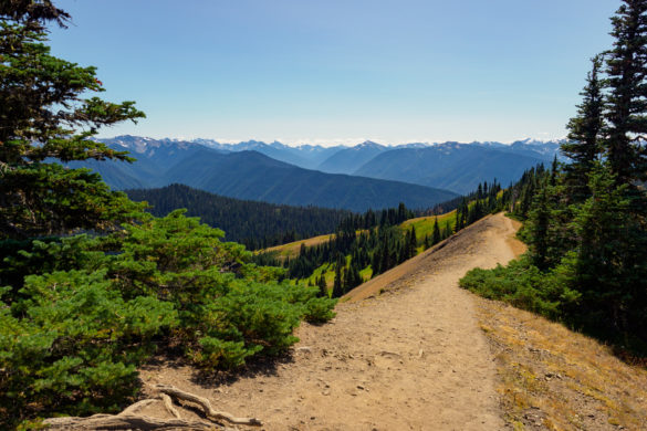Olympic Nationalpark - Hurricane Ridge