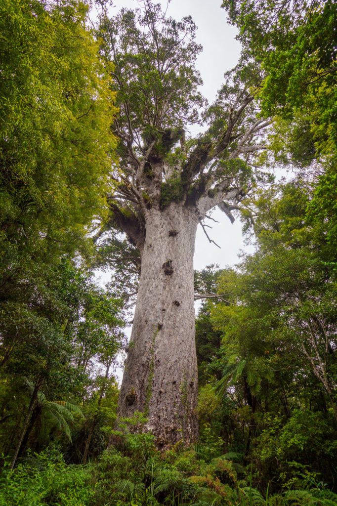 Northlands - Tane Mahuta im Waipoua Forest