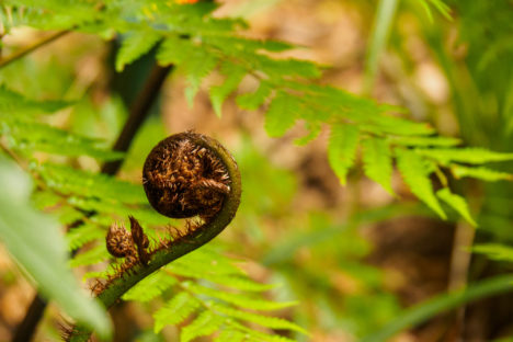 Northlands - Waipoua Forest