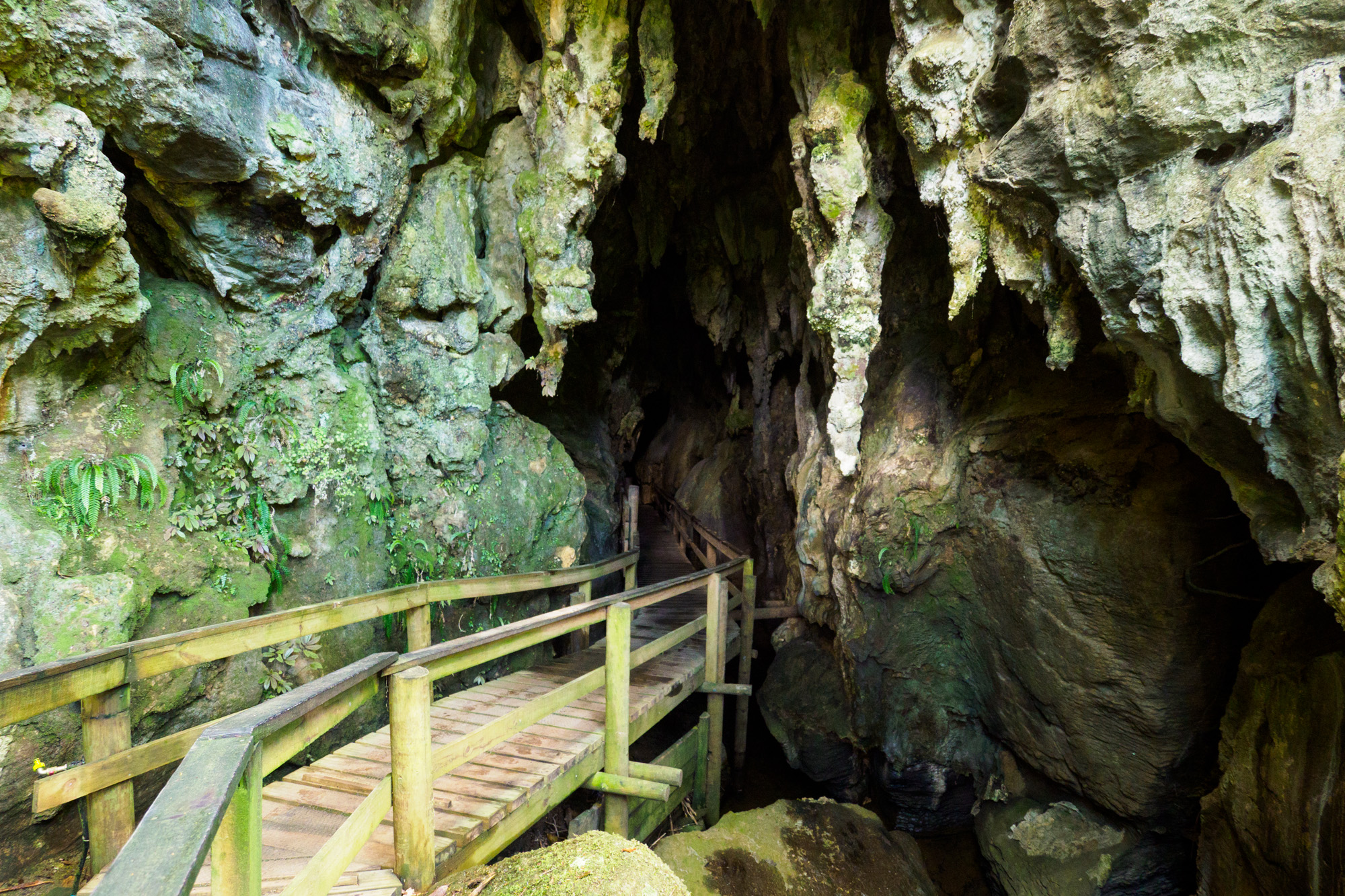 Northlands - Kawiti Glowworm Caves