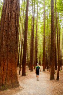 Rotorua und Taupo - Redwood Forest in Rotorua