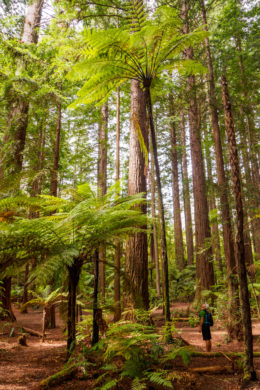 Rotorua und Taupo - Redwood Forest in Rotorua