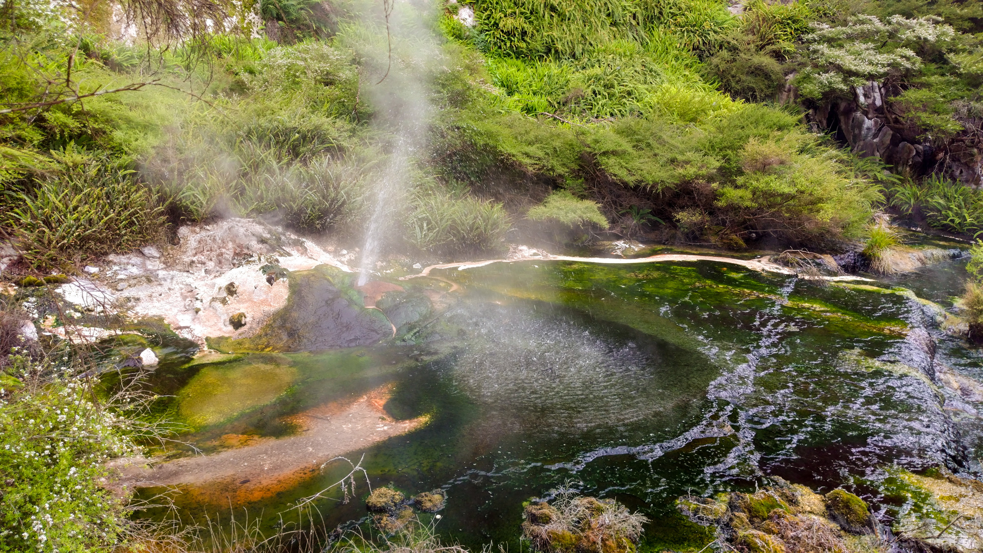 Rotorua und Taupo - Farbige Terassen und Geysiere entlang des Bachs im Waimangu Volcanic and Thermal Valley