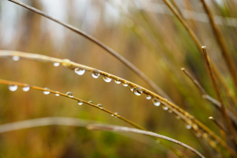 Tongariro - Regenwetter im Tongariro Nationalpark