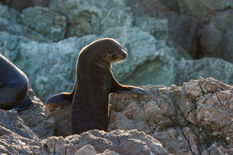 Cape Palliser - Männchen