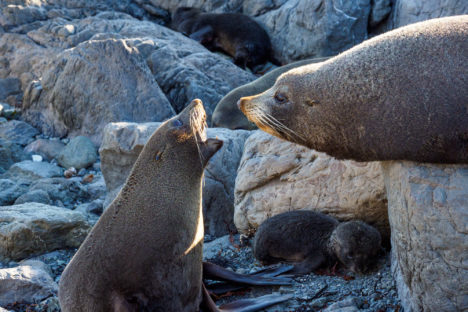 Cape Palliser - Weibchen gibt den Tarif durch