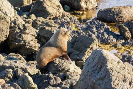 Cape Palliser - Alphamännchen