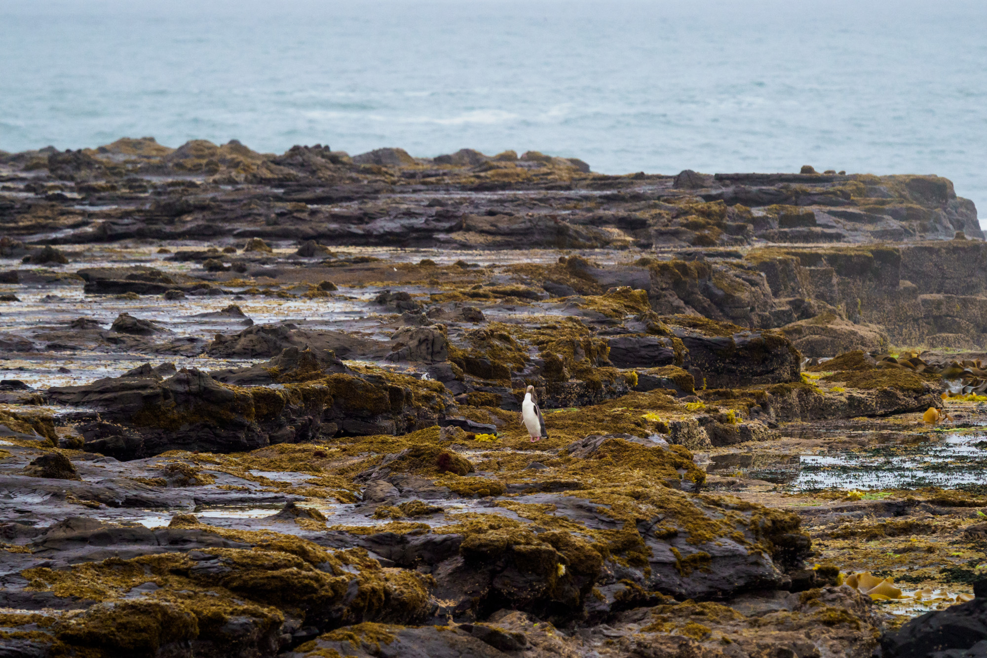 Catlins - Gelbaugen-Pinguin in der Curio Bay