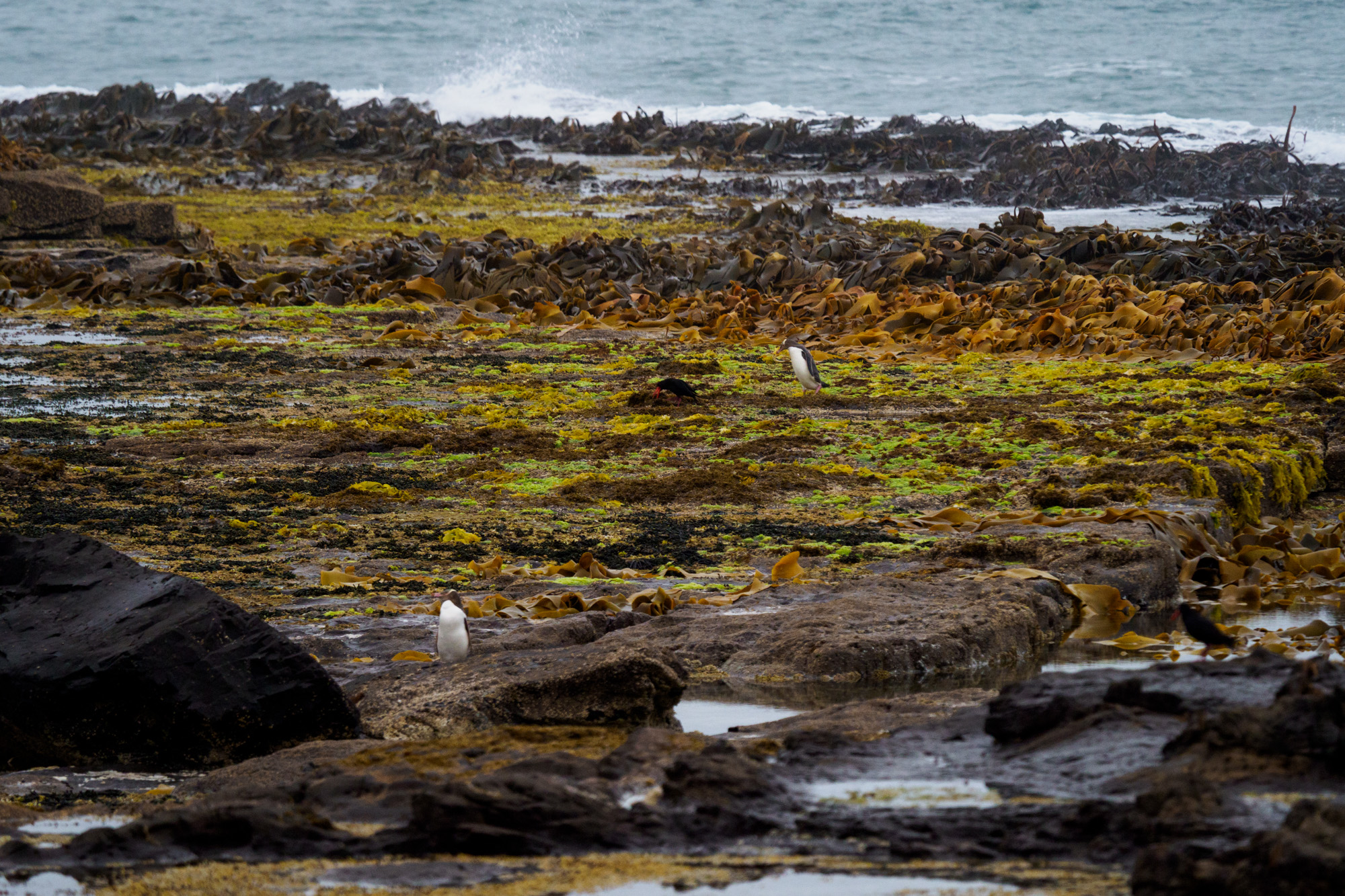 Catlins - Gelbaugen-Pinguin in der Curio Bay