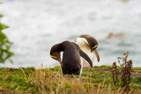 Moeraki - Gelbaugenpinguine