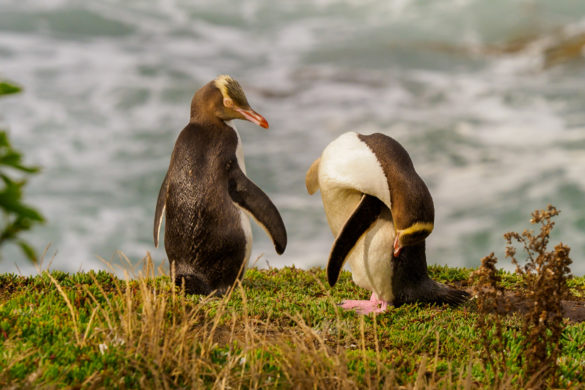 Moeraki - Gelbaugenpinguine