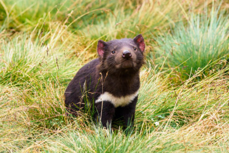 Cradle Mountain Nationalpark - Tasmanischer Teufel