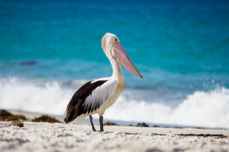 Great Eastern Drive - Pelikan in der Stumpy Bay