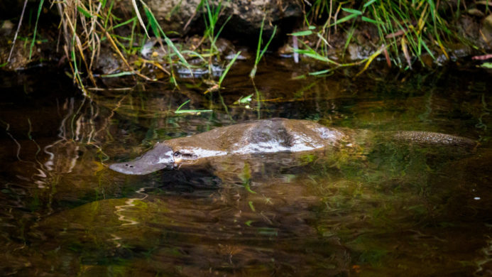 Hartz Mountain Nationalpark - Schnabeltier im Kermandie River in Geeveston