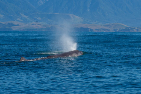 Kaikoura - Buckelwal
