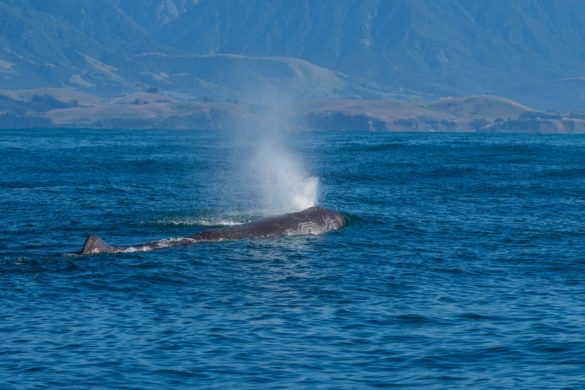 Kaikoura - Buckelwal