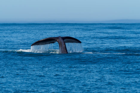Kaikoura - Buckelwal