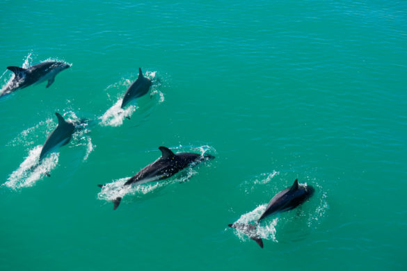 Kaikoura - Dusky Dolphins