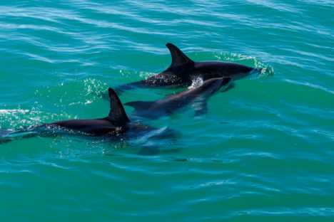 Kaikoura - Dusky Dolphins