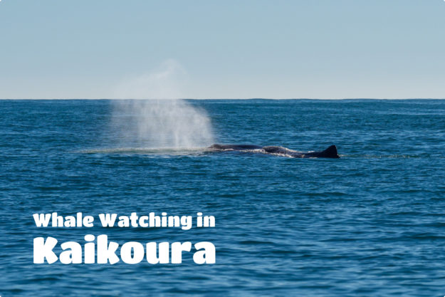 Kaikoura Beitragsbild -